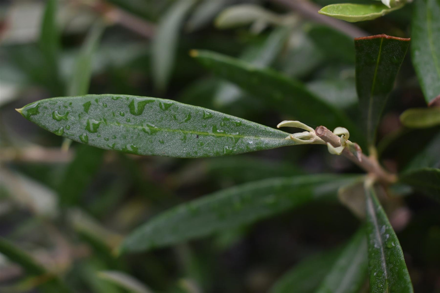 Olive Tree | Olea Europea - Stem - Spiral - Height - 90-100cm - 7lt