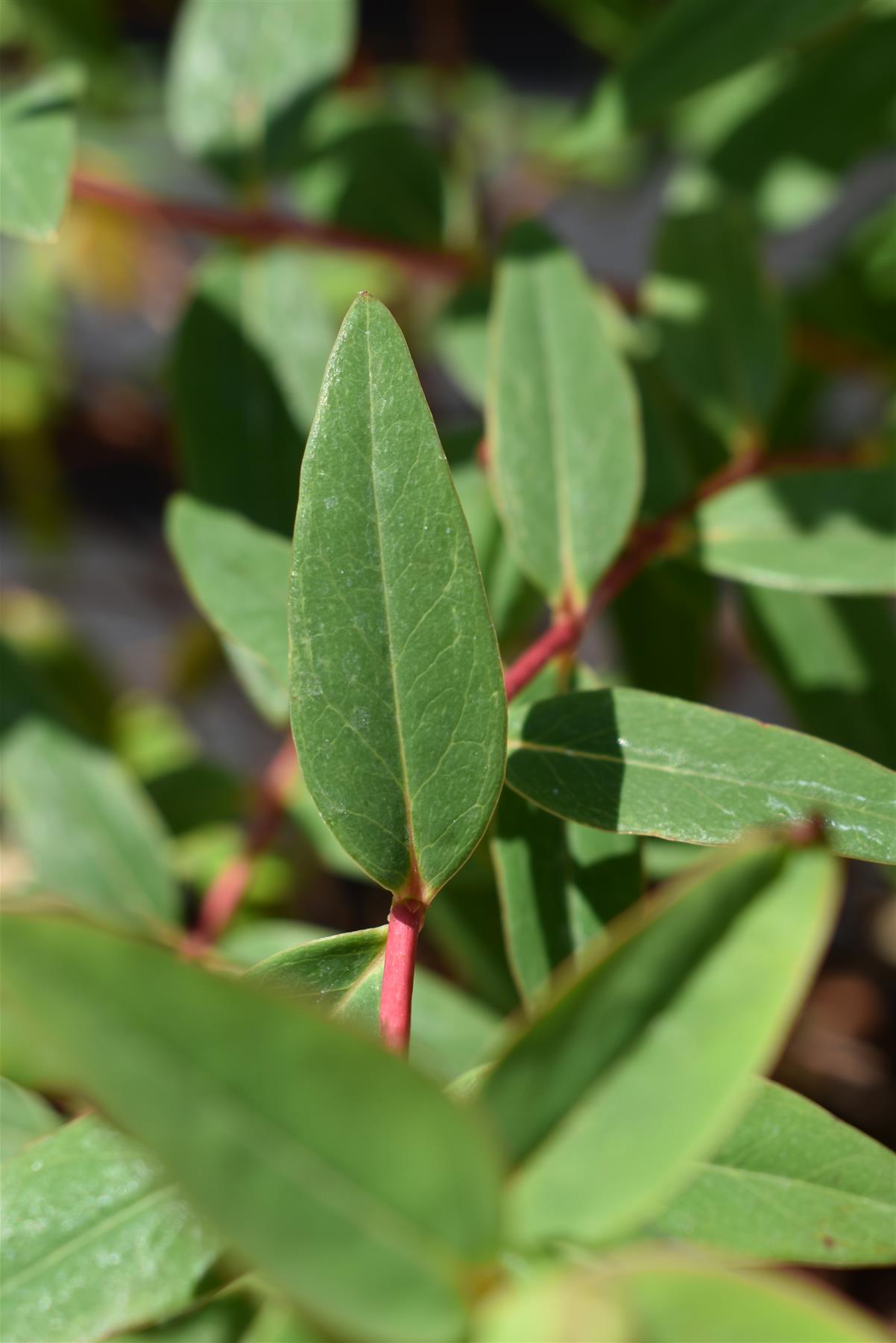 Hypericum x hidcoteense 'Hidcote' | St John's Wort 'Hidcote' - 10-30cm, 2lt