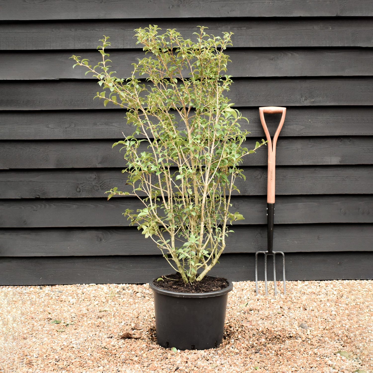 Osmanthus x burkwoodii | Burkwood Osmanthus - Height 100-120cm - 20lt