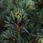 Picea abies Lucky Strike - Height 40cm - 11lt