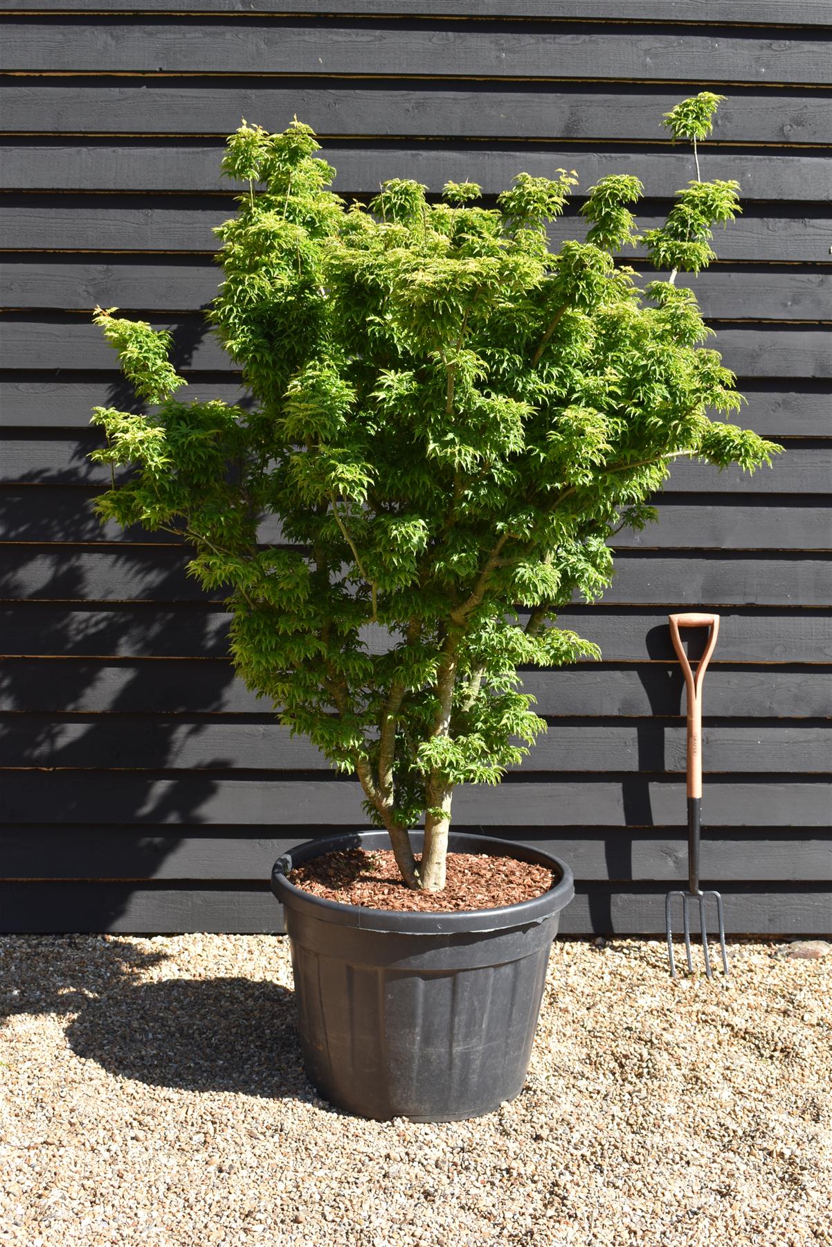 Acer palmatum 'Crispifolium' / 'Shishi-gashira' | Japanese maple Lion's Head - Girth 20cm - 190-200cm - 130lt