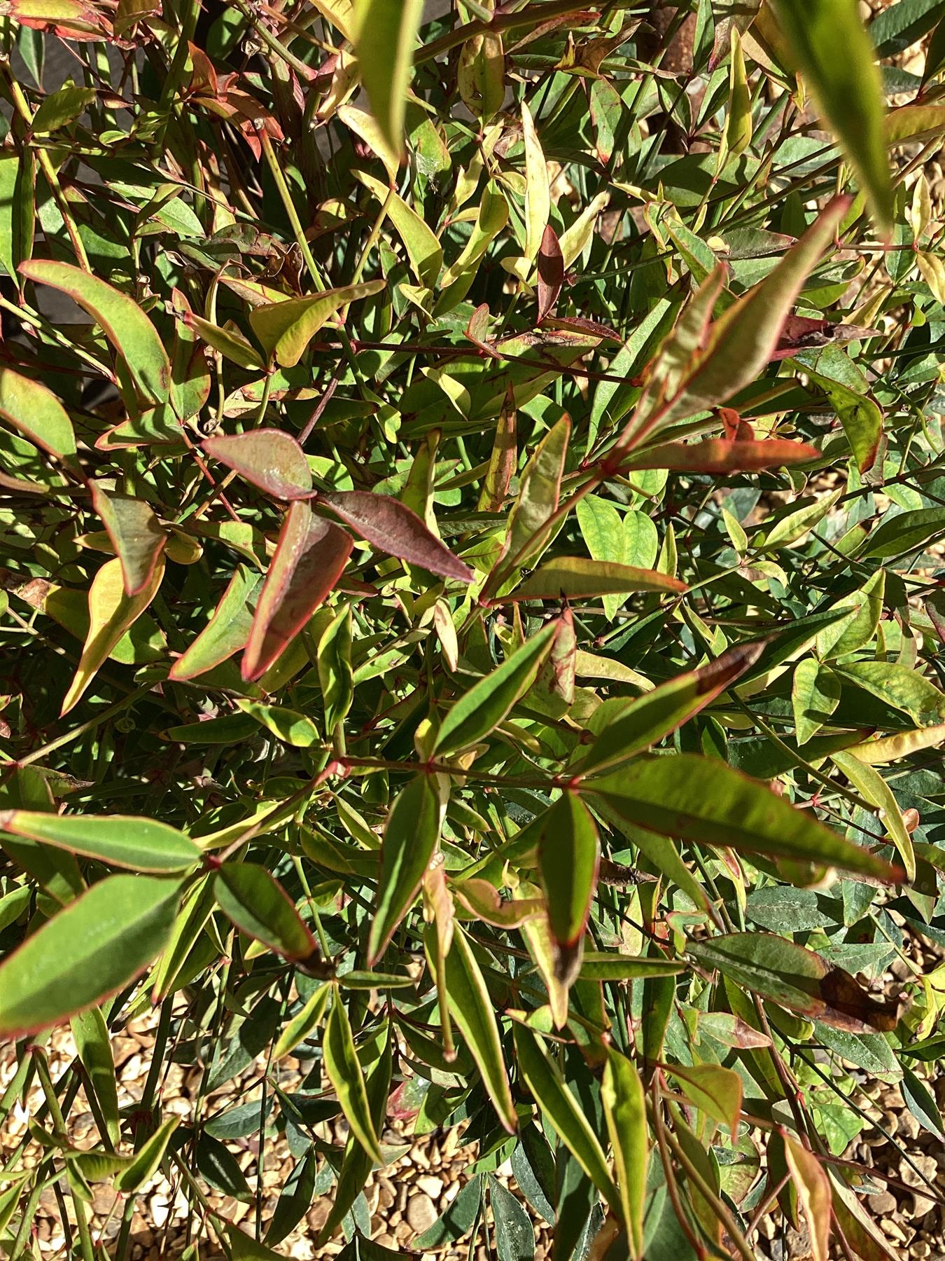 Nandina domestica | Heavenly Bamboo - 30-40cm, 10lt