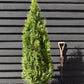 Thuja occidentalis 'Smaragd' - 140-150cm - 20lt