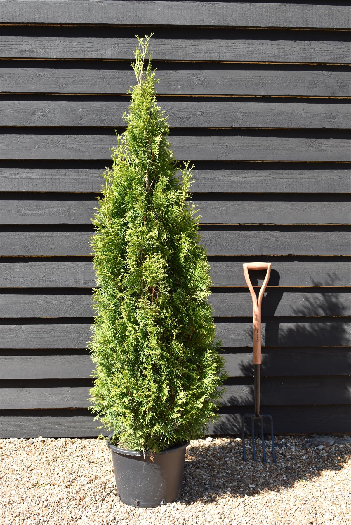 Thuja occidentalis 'Smaragd' - 140-150cm - 20lt