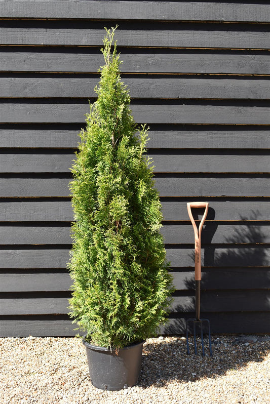 Thuja occidentalis 'Smaragd' - 140-150cm - 20lt