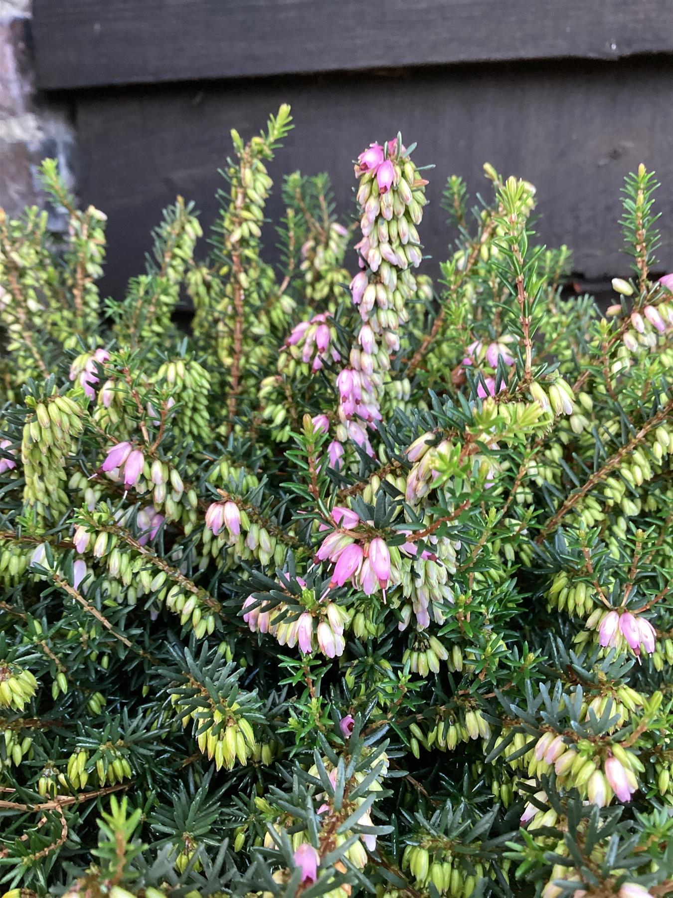 Erica x darleyensis 'J.W. Porter' - 55-65cm, 2lt