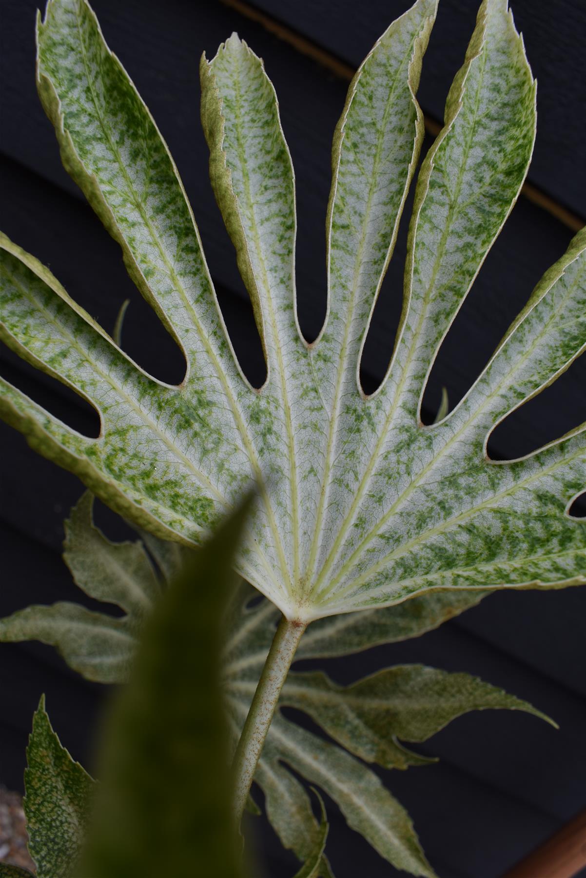 Fatsia japonica 'Spider's Web' - 40-50cm, 20lt