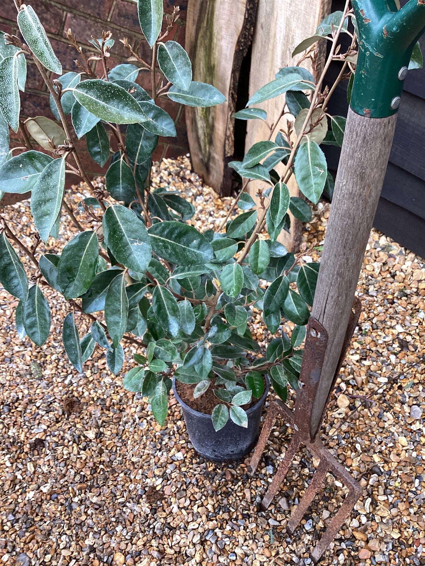 Elaeagnus ebbingei | Ebbing's Silverberry - 60-70cm, 3lt