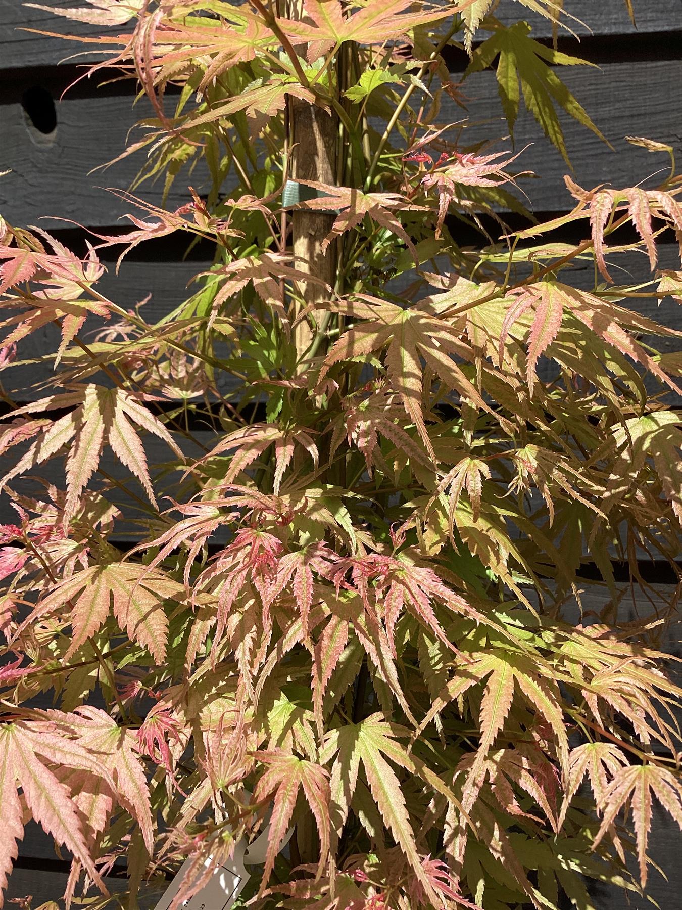 Acer palmatum 'Phoenix' | Japanese maple 'Phoenix' - Narrow - 160-180cm - 20lt