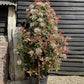 Photinia Red Robin - 150/200cm, 70lt