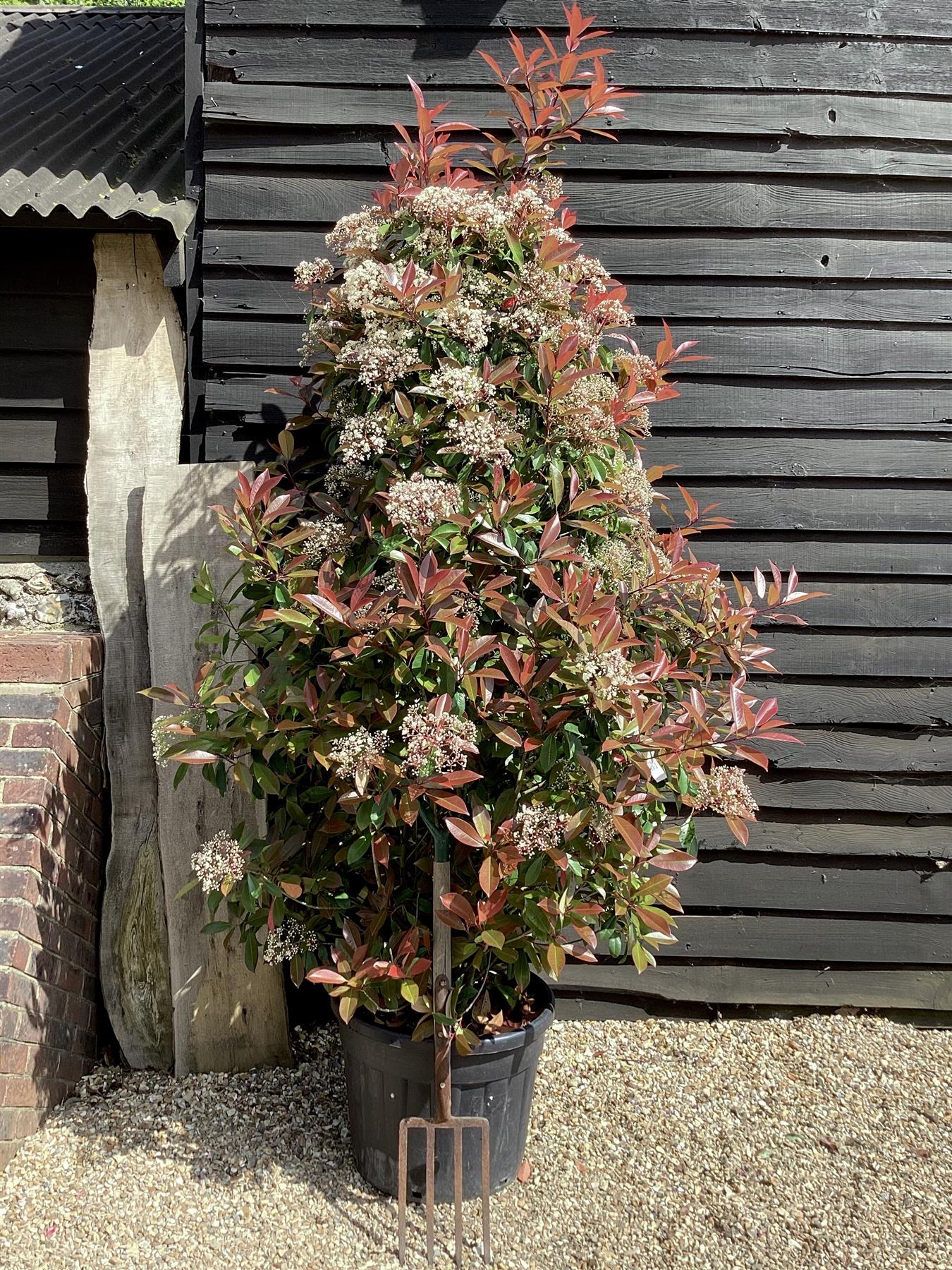 Photinia Red Robin - 150/200cm, 70lt