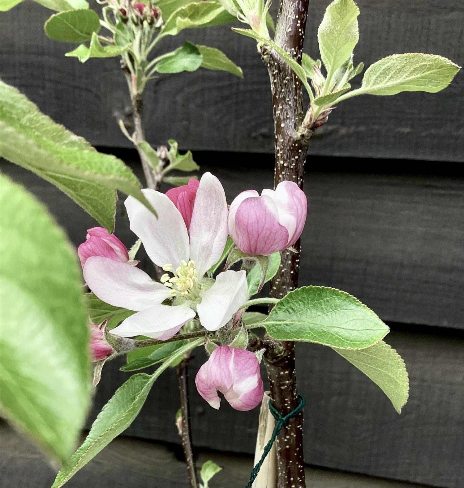 Apple tree 'Red Falstaff' | Malus domestica - MM106 - Semi-Dwarfing - 140-160cm - 10lt