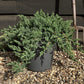 Juniperus procumbens 'Nana' - 20-30cm - 10lt