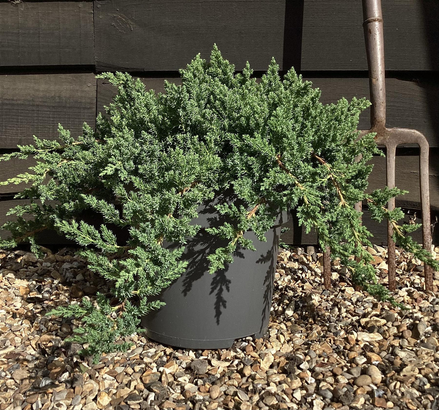 Juniperus procumbens 'Nana' - 20-30cm - 10lt