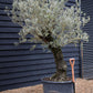 Olive Tree | Olea Europea - Specimen - Curved leaning gnarly - Trunk height 80cm - Height 200-220cm - Girth 70cm - 160lt