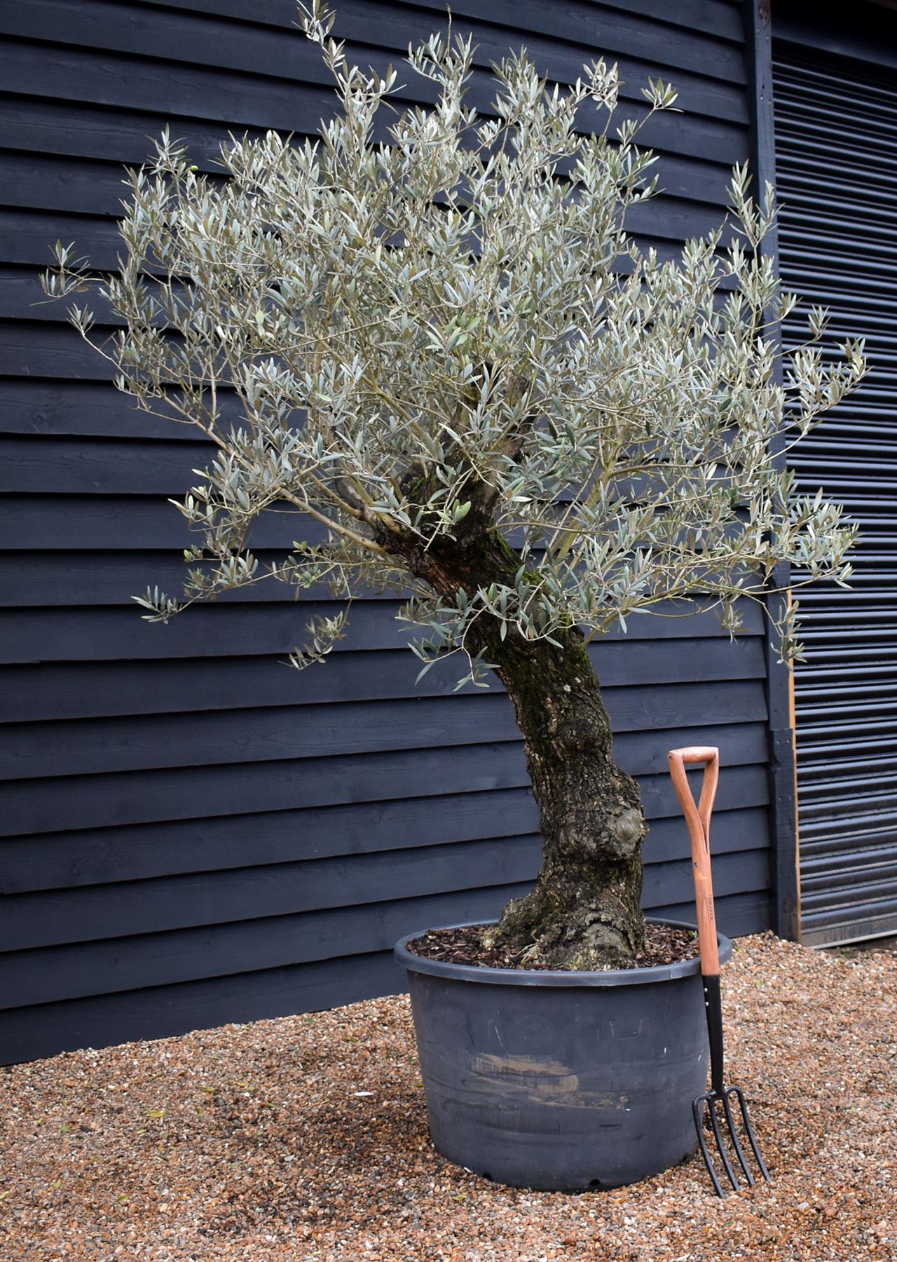 Olive Tree | Olea Europea - Specimen - Curved leaning gnarly - Trunk height 80cm - Height 200-220cm - Girth 70cm - 160lt