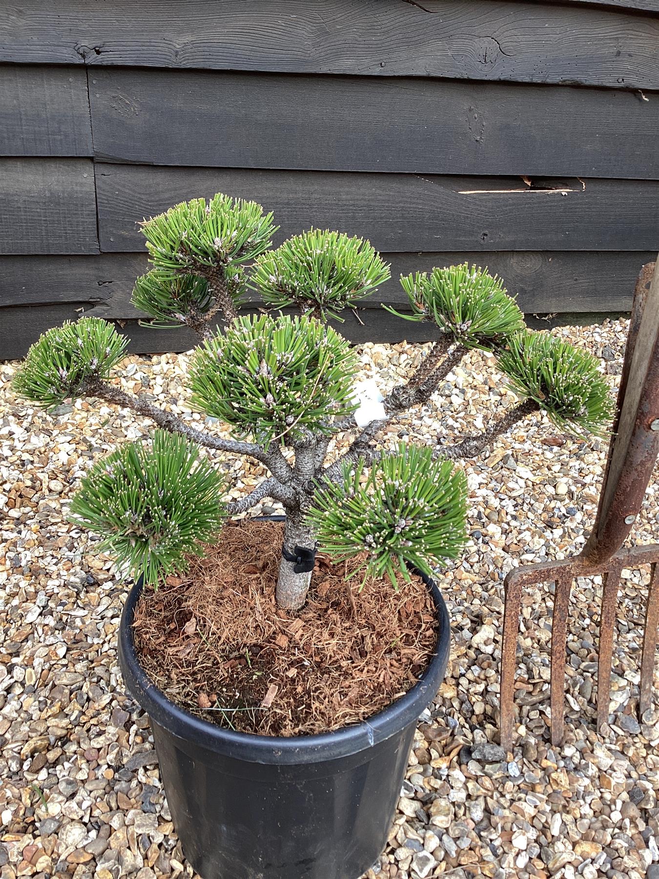 Pinus Marie Bregeon - Height 75cm - Width 35-40cm - 15lt