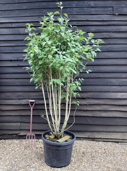 Lilac 'Charles Joly' | Syringa Vulgaris - 180-200cm - 90lt