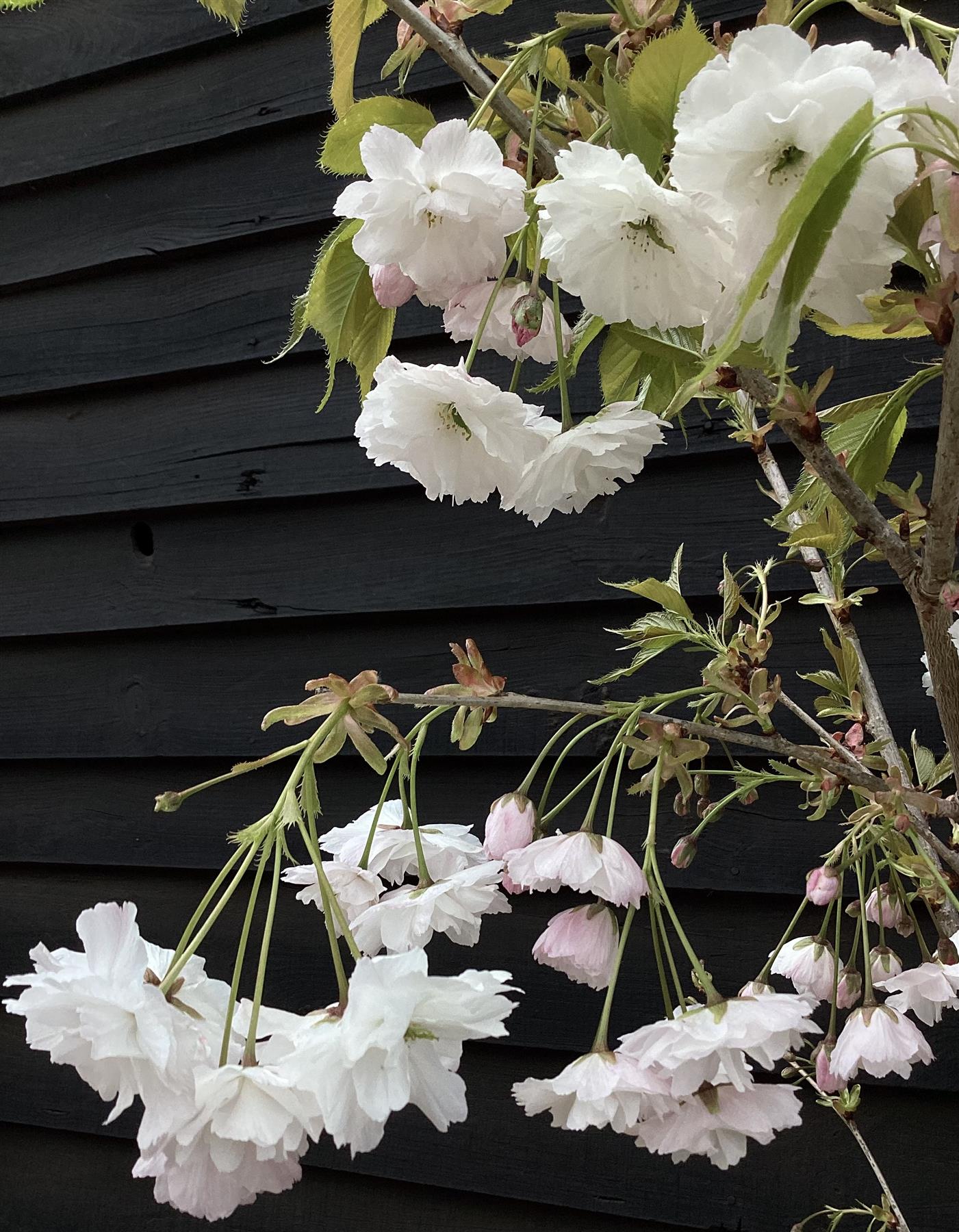 Prunus Shogetsu (Shimizu-zakura) | Blushing Bride Cherry Tree - Height - 180-200cm - 10lt