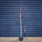 Acer rubrum Redpointe 1/2 std | Redpointe Red Maple - 180-220cm, 20lt