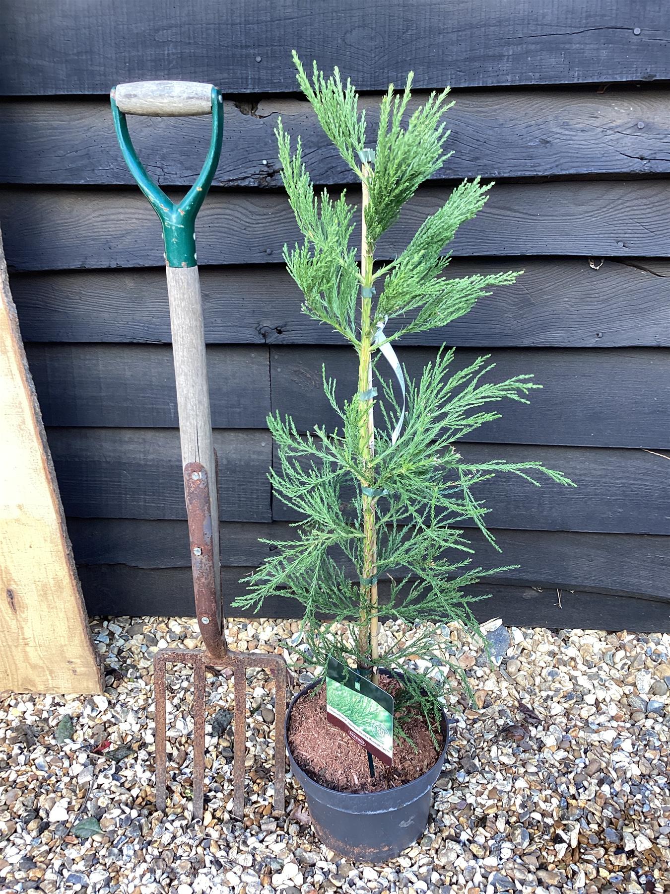 Sequoiadendron giganteum | Giant redwood - Height 80cm - Width 60-80cm - 5lt