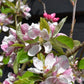 Apple tree 'Sunset' | Malus domestica - MM106 - Semi Dwarfing - Height 150-160cm - 20lt