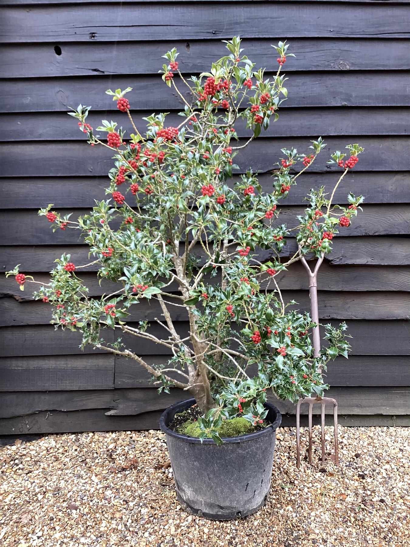 Ilex Aquifolium Alaska | Holly 'Alaska' - 120-150cm, 35lt