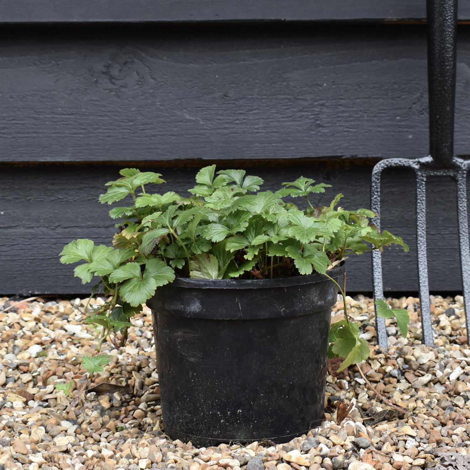 Barren Strawberry | Waldsteinia ternata - Ground cover shrub - Height Width 20-40cm - 5lt