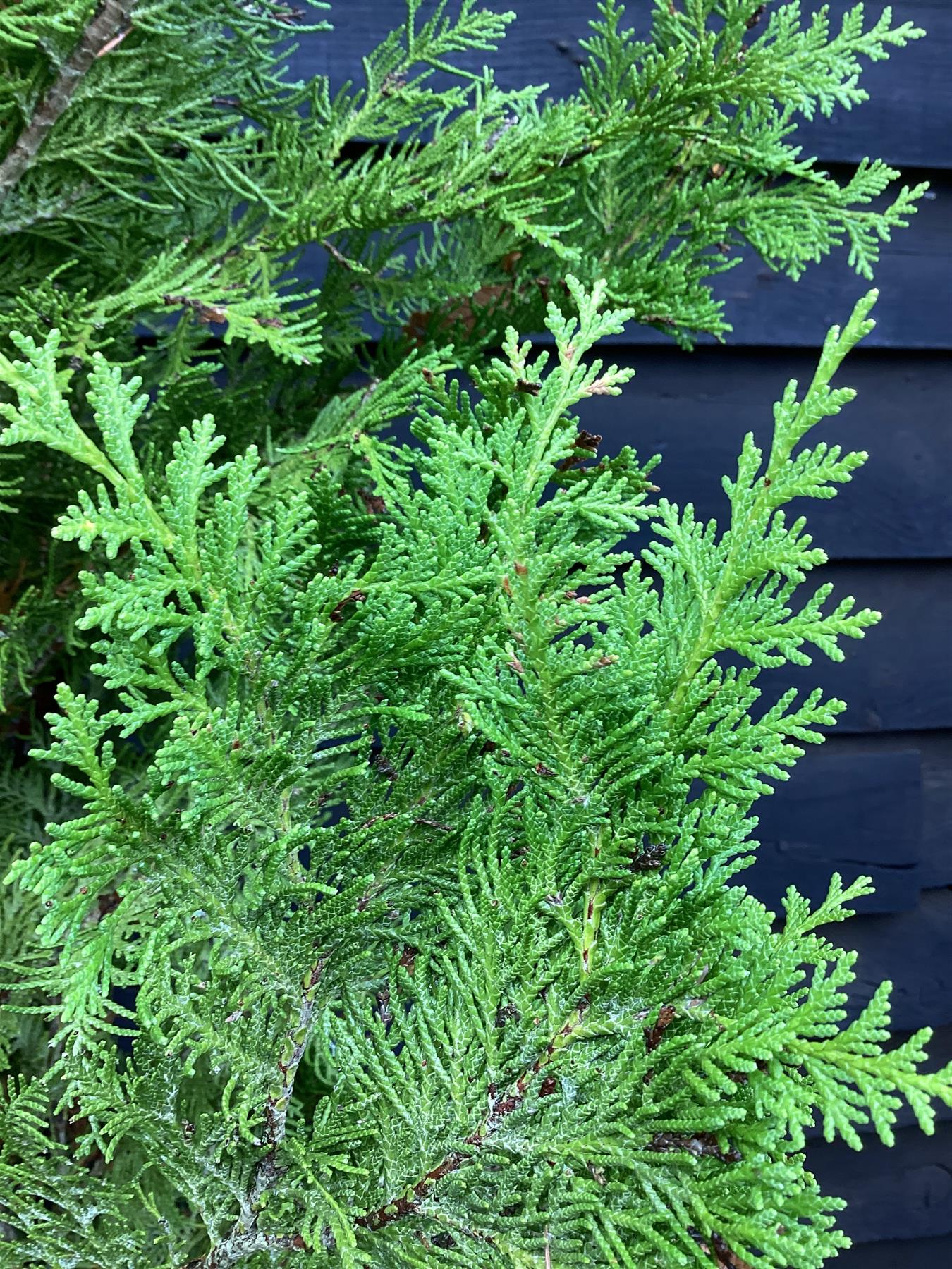 Chamaecyparis lawsoniana Erecta Viridis - 280/310cm, 30lt