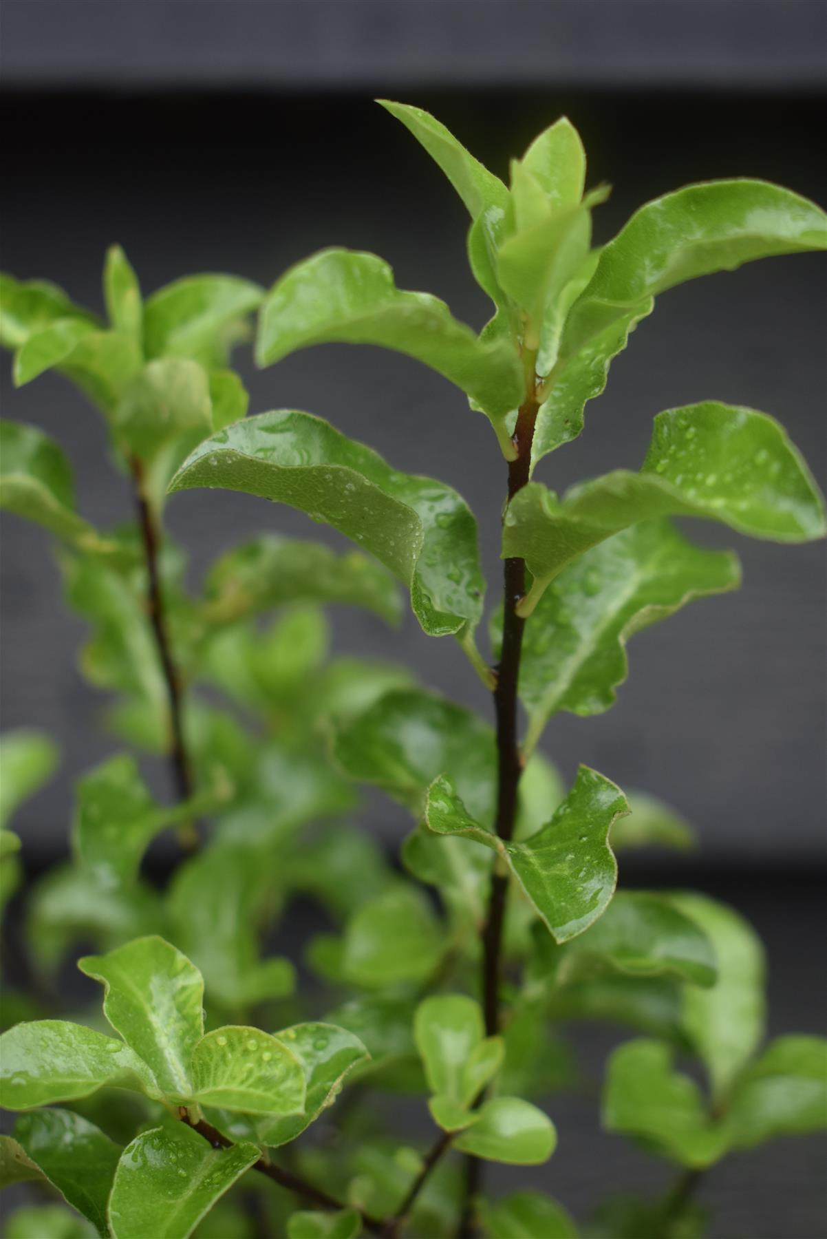 Pittosporum tenuifolium Arundel Green - 20-50cm - 3lt