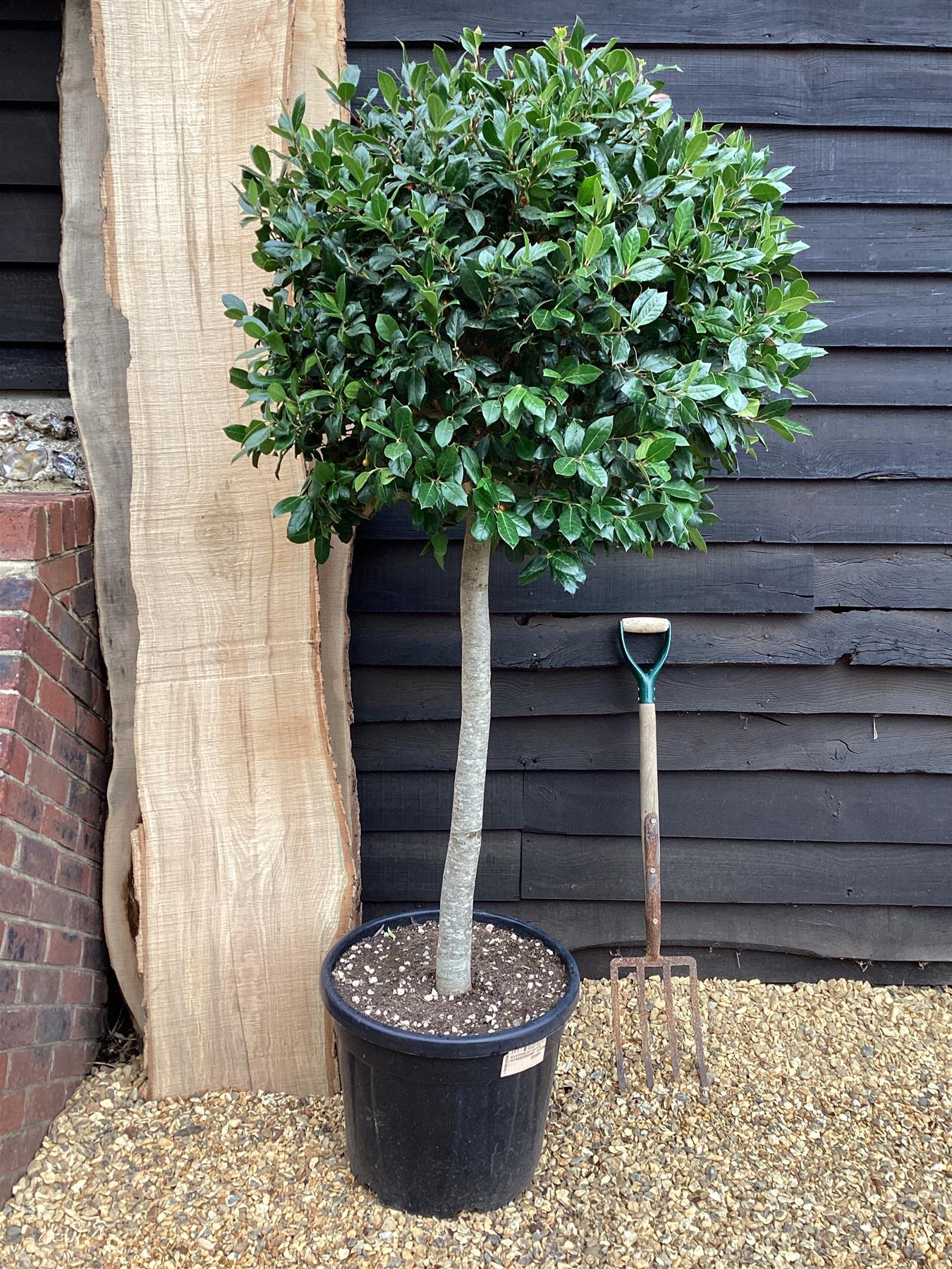 Ilex 'Nellie R. Stevens' | Holly 'Nellie R. Stevens' - 1/2 std Clear Stem - 210-220cm, 55lt