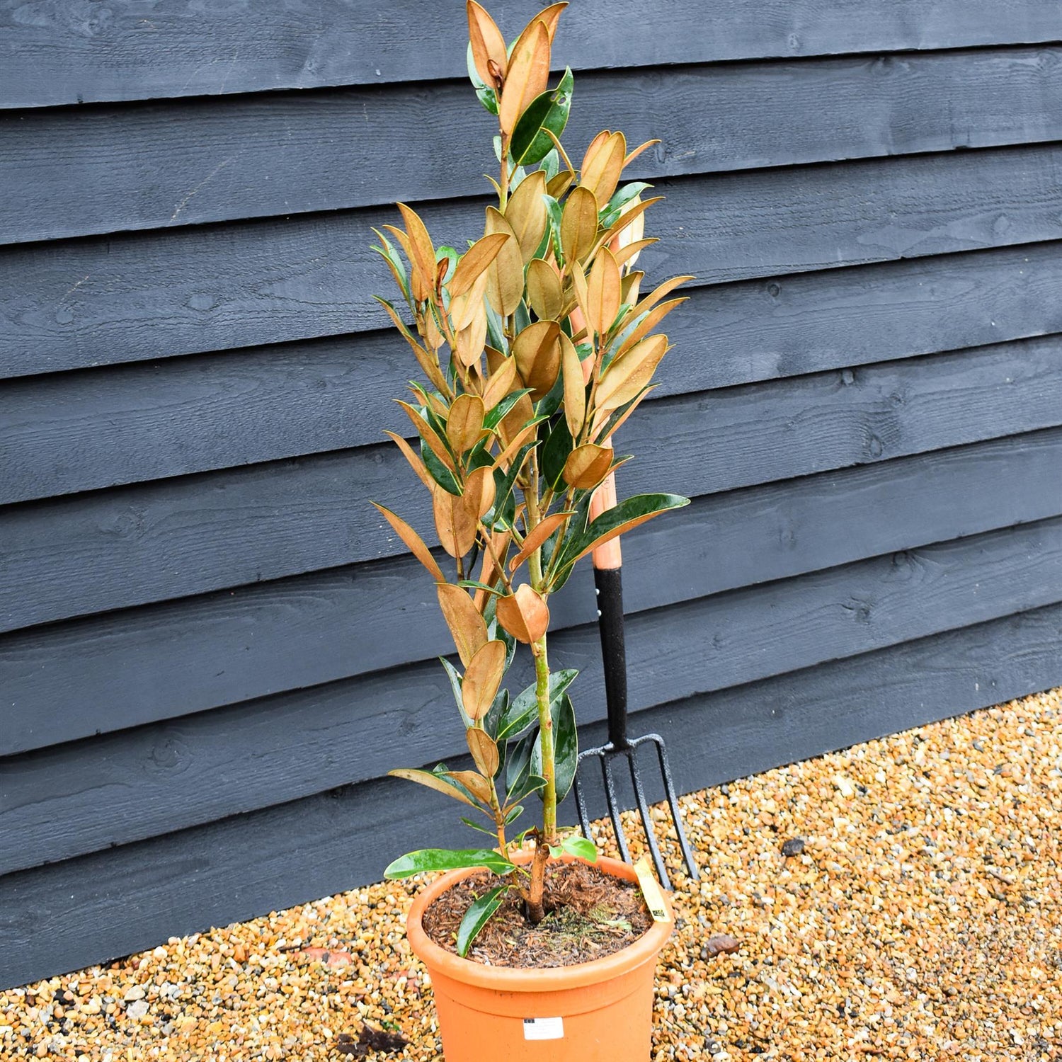 Magnolia Grandiflora 'Alta' | Southern Magnolia - Shrub - Height 90-110cm - 10lt