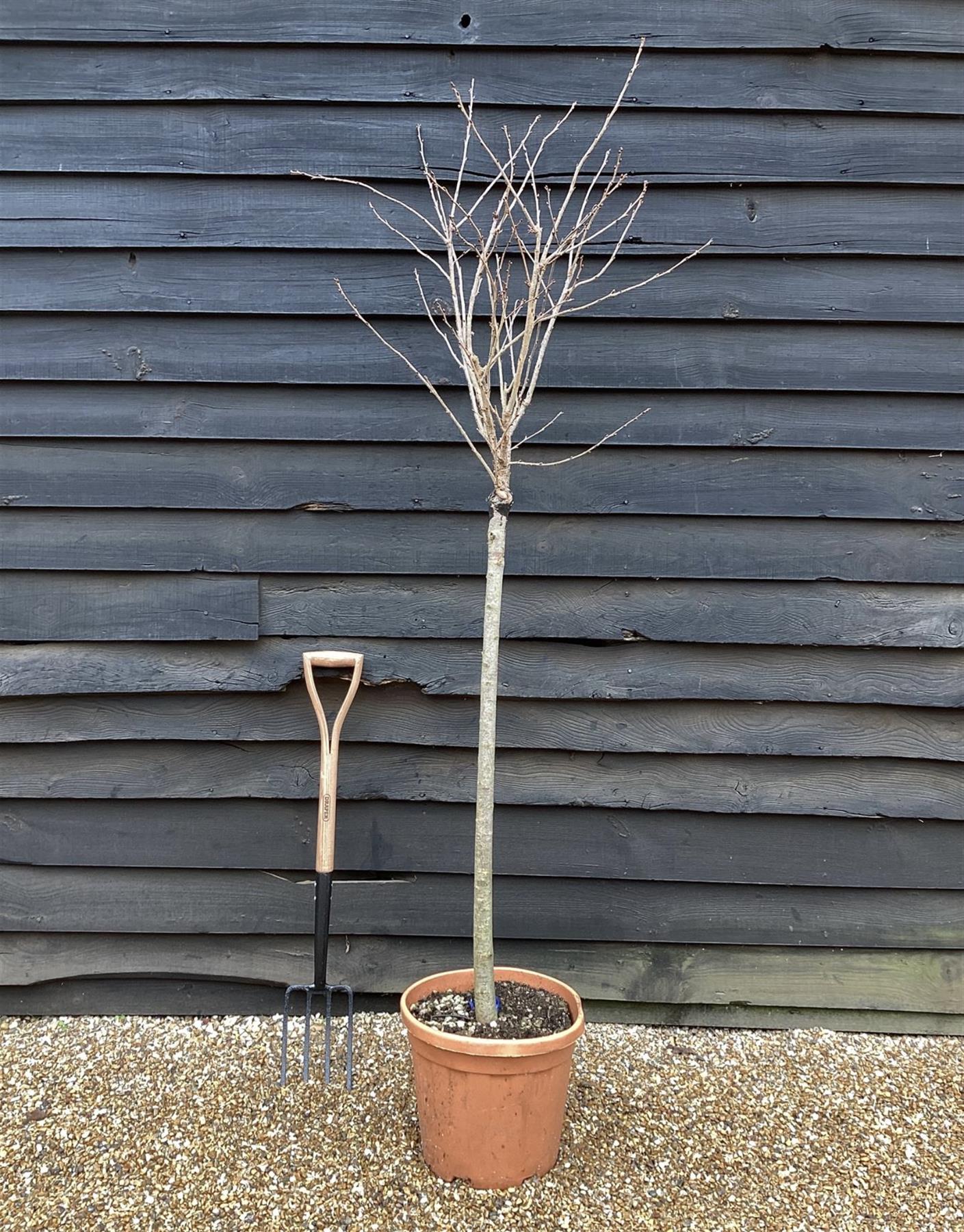 Prunus subhirtella Autumnalis Rosea| Winter-Flowering Cherry 'Autumnalis Rosea' - Half Standard - 180-210cm - 25lt