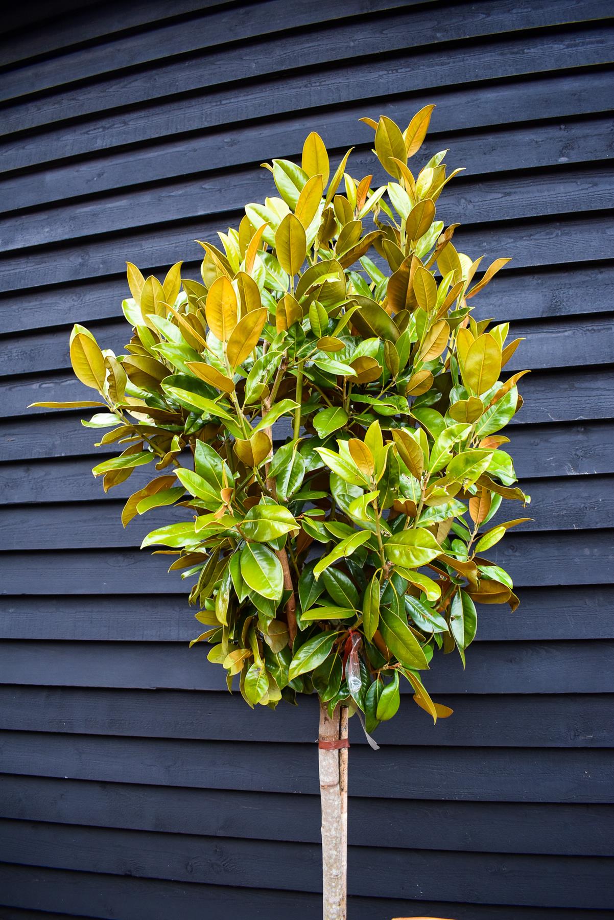 Magnolia grandiflora | Evergreen magnolia - Half Standard - Clear Stem 150cm - Height 200-220cm - 35lt