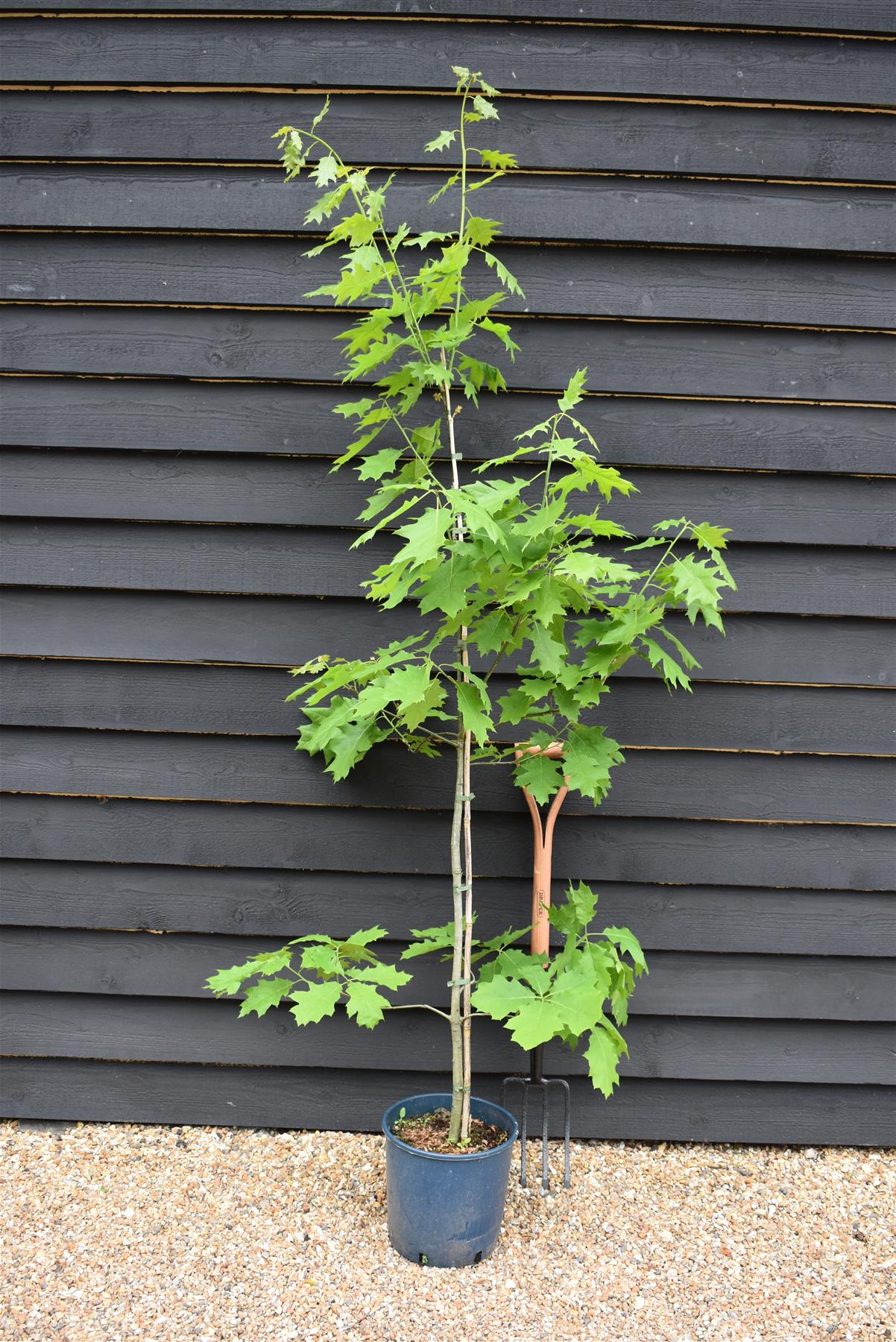 Red Oak | Quercus rubra - Height 150-200cm - 12lt