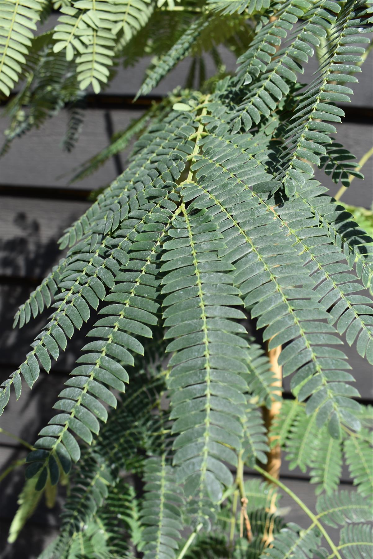 Albizia julibrissin 'Ombrella' | Silk Tree - Clear Stem - Height 160-210cm - Girth 12-14cm - 20lt