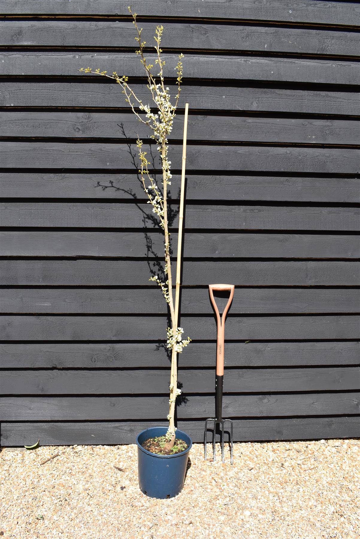 Cercis chinensis Shirobana- Height 180-220cm - Bushy - 10lt