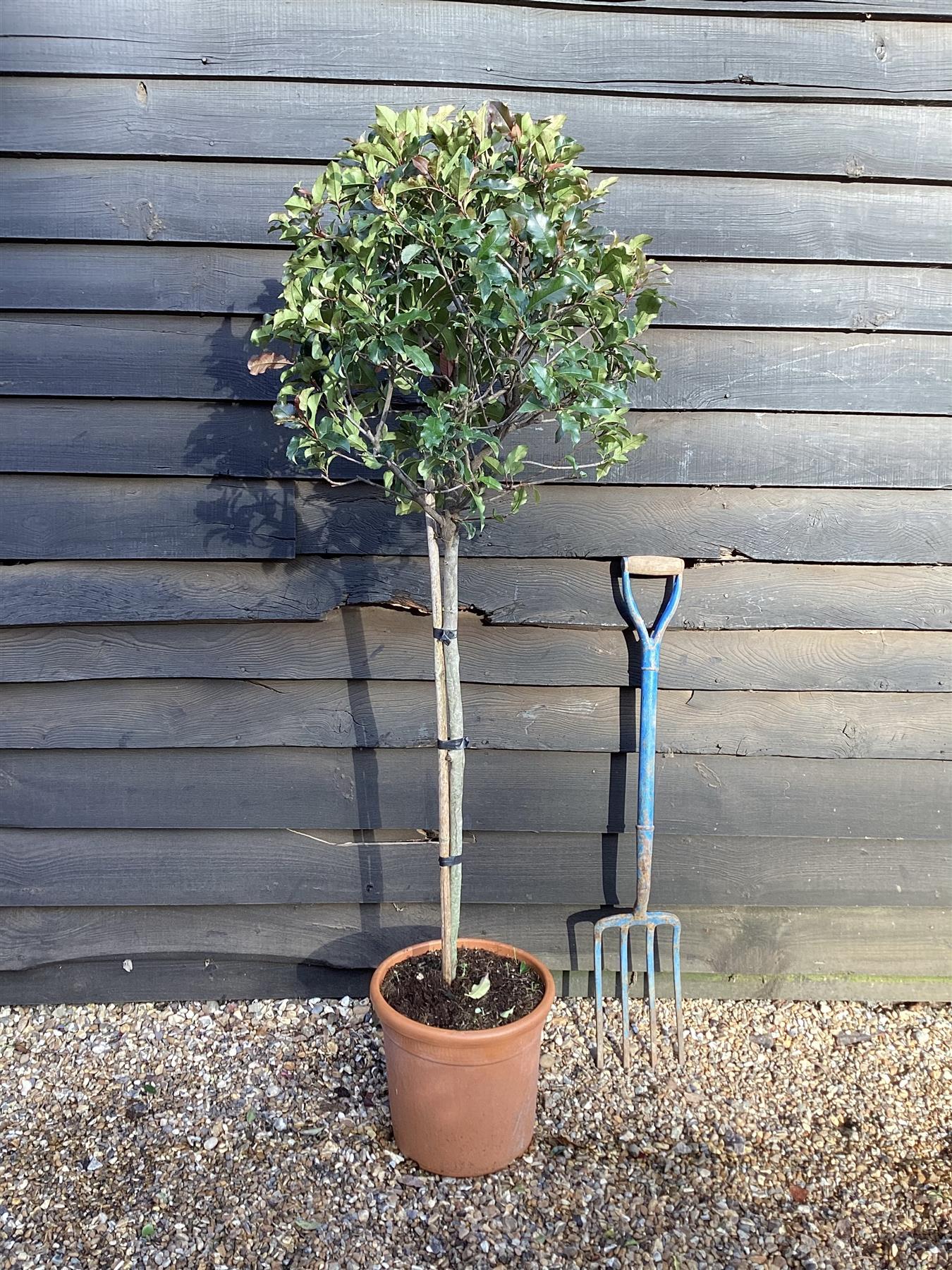 Photinia × fraseri 'Magical Volcano' - Single Stem 100cm - Height 160cm - 15lt