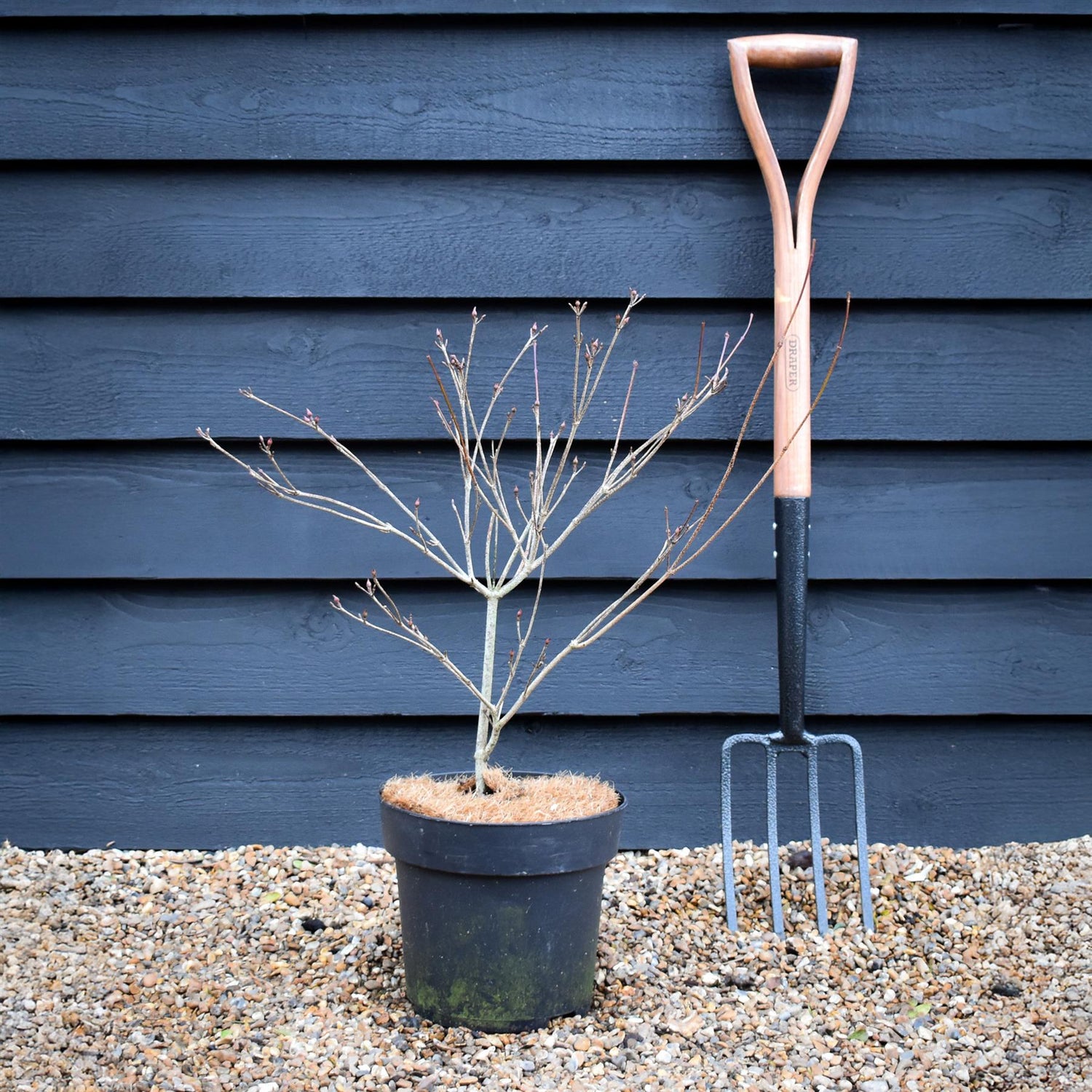 Cornus Rutgersensis Stellar Pink | Beni-Fuji Dogwood - 50-80cm - 7lt