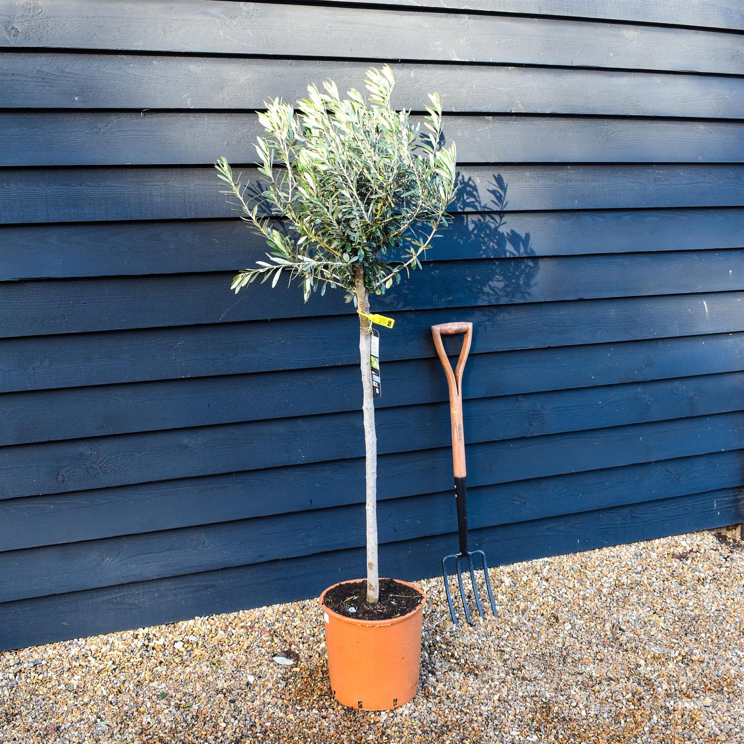 Olive Tree | Olea Europea - Half Standard - Height 120-130cm - 20lt