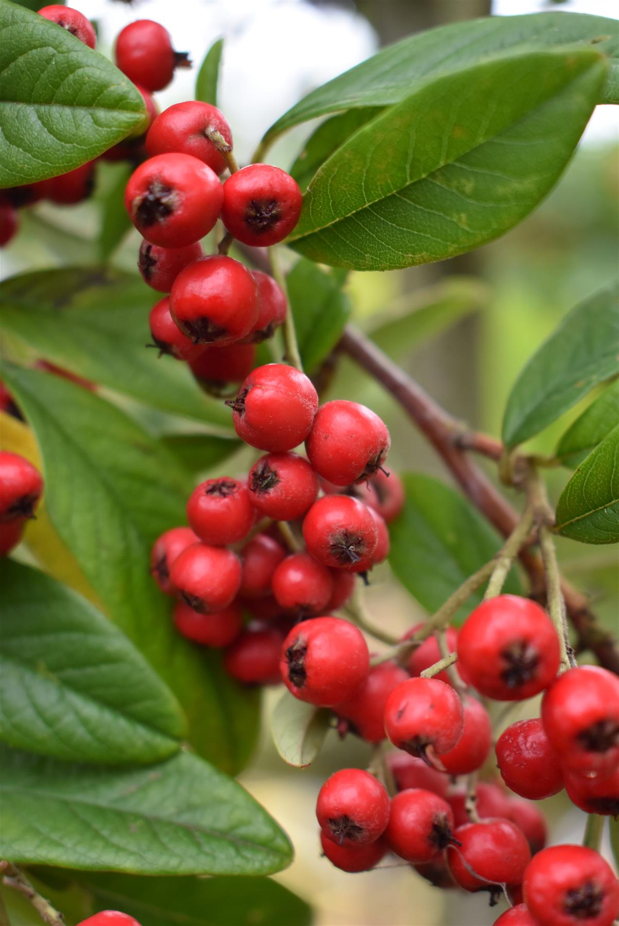 Cotoneaster 'Cornubia' - 170-270cm, 25lt