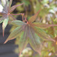 Acer palmatum 'Bloodgood' | Bloodgood Japanese Maple - Height 200-240cm - 130lt