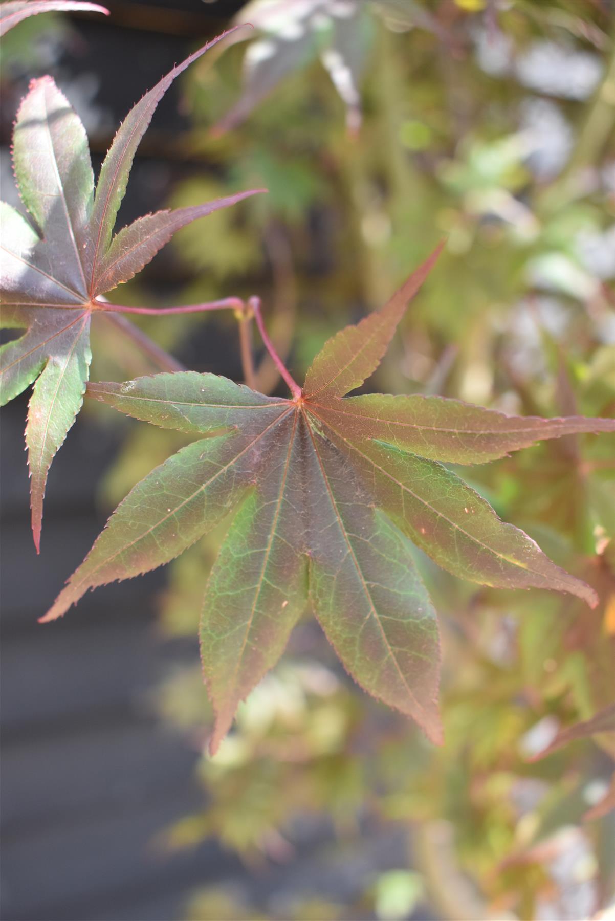 Acer palmatum 'Bloodgood' | Bloodgood Japanese Maple - Height 200-240cm - 130lt