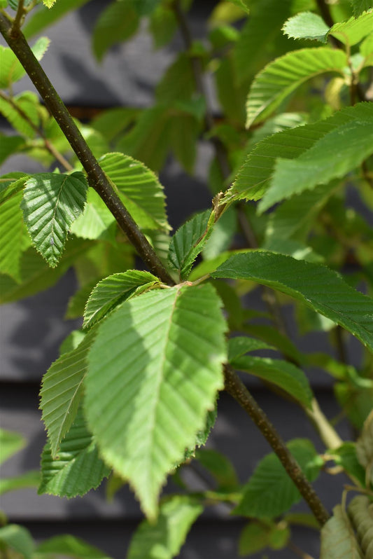 Hornbeam Fastigata | Carpinus betulus 'Fastigiata'  - Girth 10-12cm - Height 280-320cm - 70lt