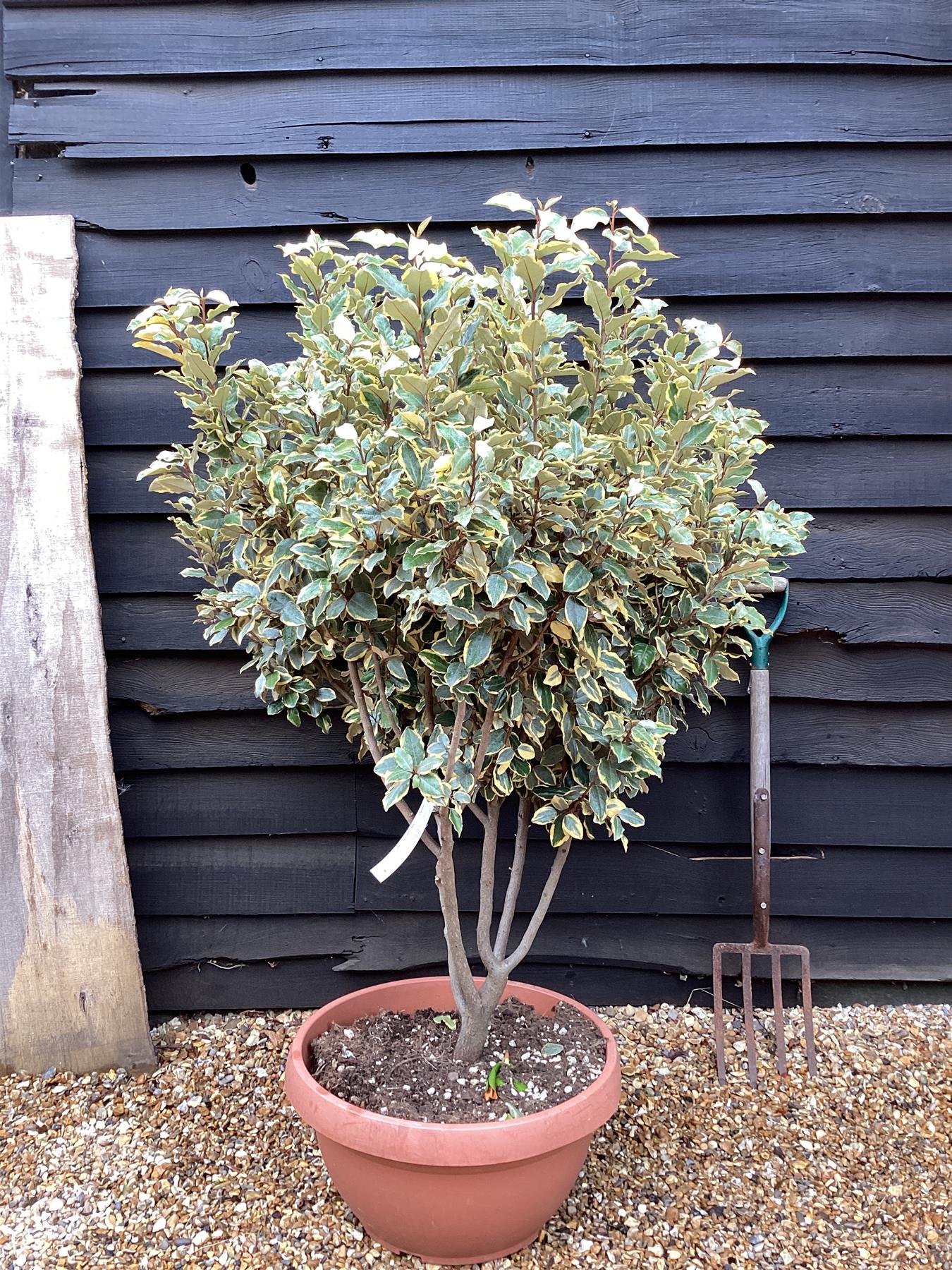 Elaeagnus Ebbingei 'Viveleg' - Parachute - Bowl - Height 120-130cm - 40lt