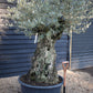 Olive Tree | Olea Europea - Specimen - Straight crown gnarly - Trunk height 100cm - Height 170-200cm - Girth 160cm - 285lt