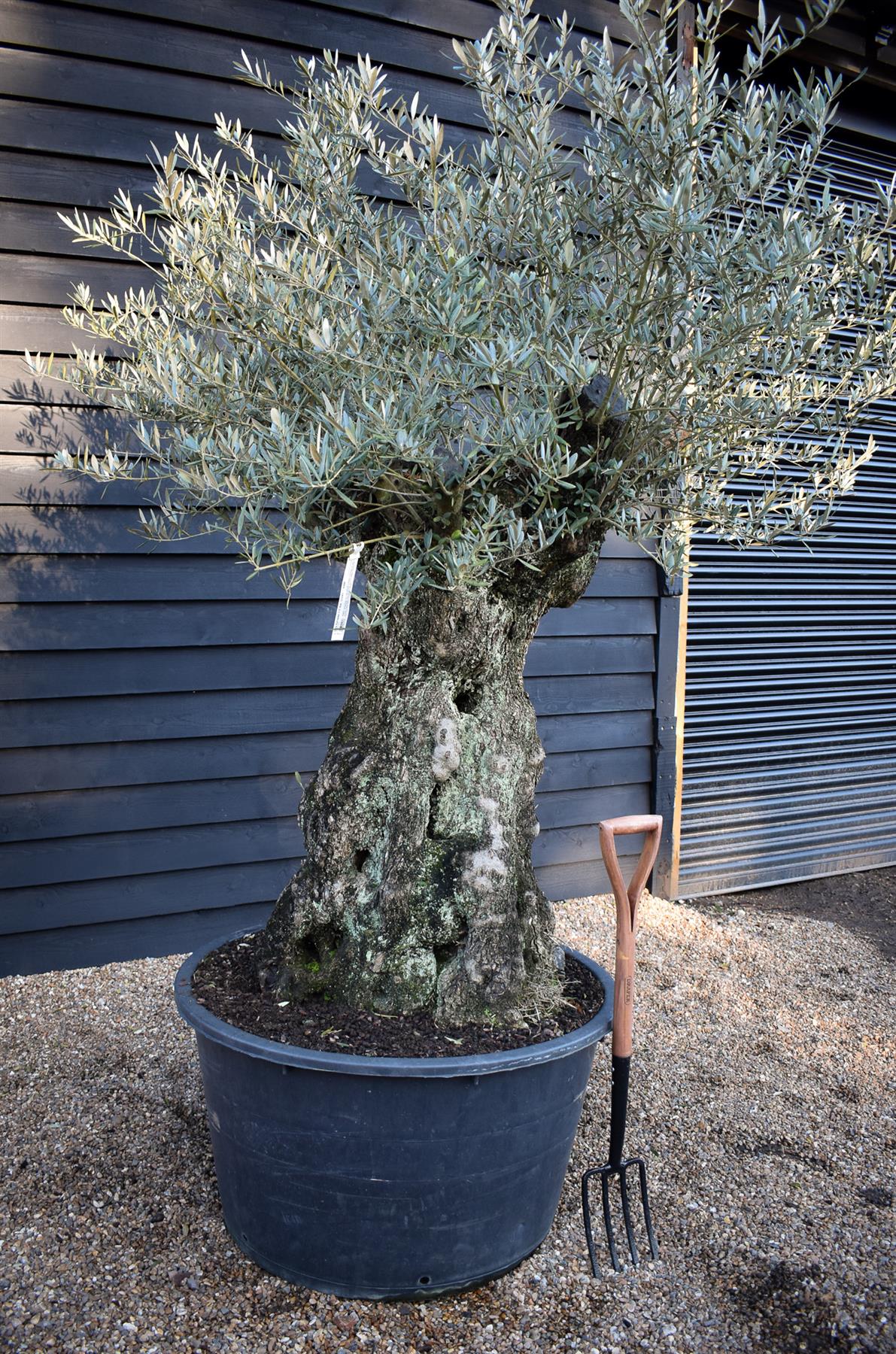 Olive Tree | Olea Europea - Specimen - Straight crown gnarly - Trunk height 100cm - Height 170-200cm - Girth 160cm - 285lt