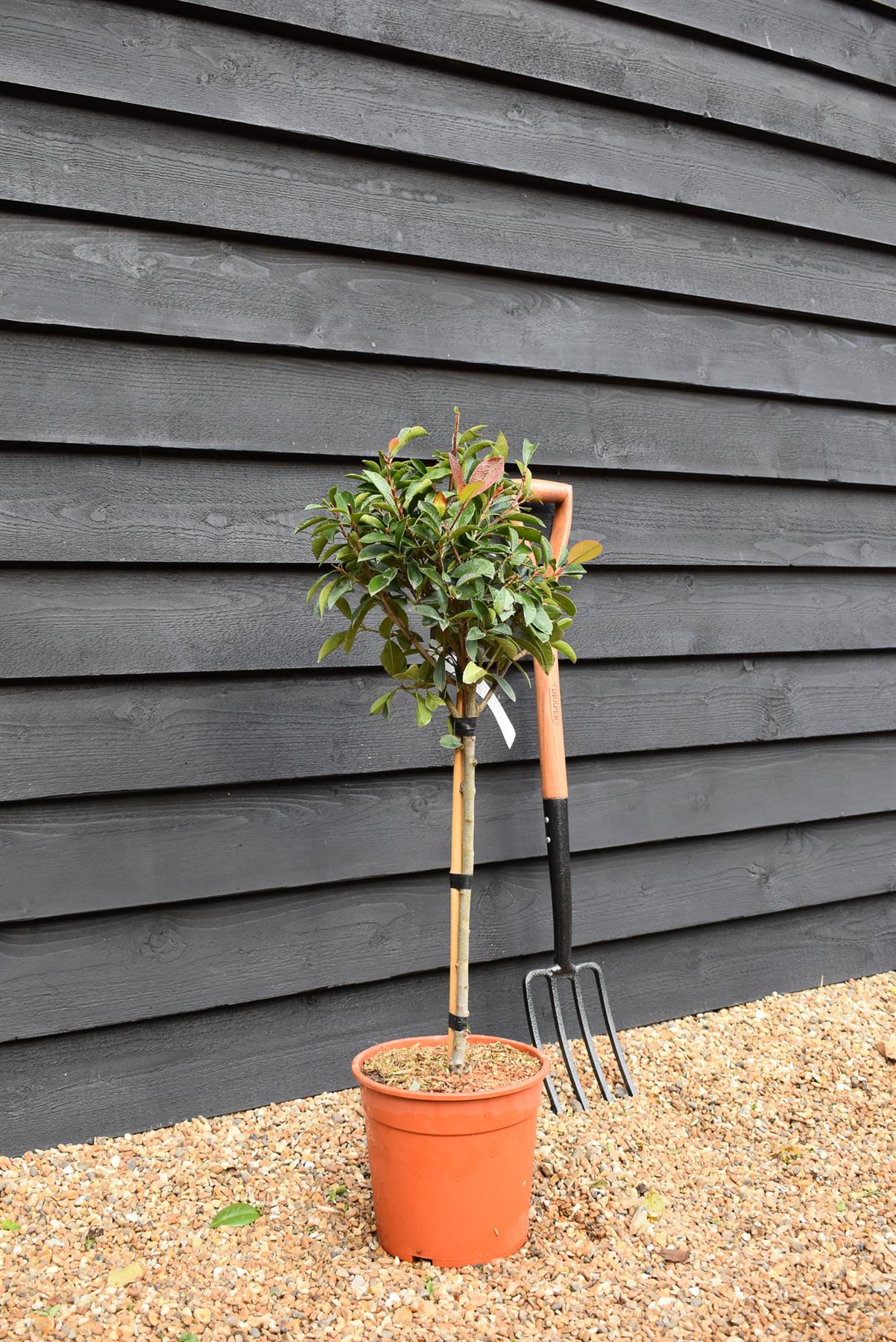 Photinia x fraseri Red Robin | Christmas berry - Small Tree/Shrub - Clear ministem 40cm - Height 80-90cm - 7lt