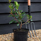 Arbutus unedo | Strawberry Tree - 40-70cm, 5lt