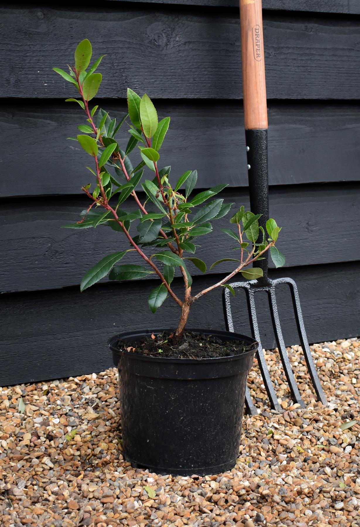 Arbutus unedo | Strawberry Tree - 40-70cm, 5lt